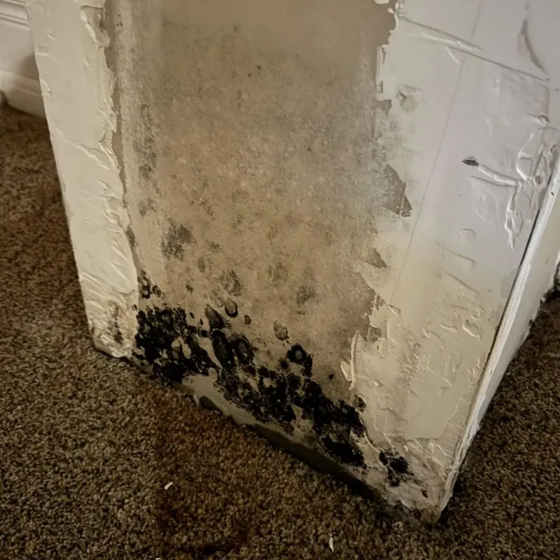 Professional Mold Removal in Montpelier, IN